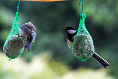 20140515 3130VRAw [D~LIP] Kohlmeise (Parus major), Bad Salzuflen