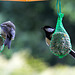 20140515 3130VRAw [D~LIP] Kohlmeise (Parus major), Bad Salzuflen