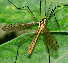 Spotted Crane-fly, Nephrotoma appendiculata