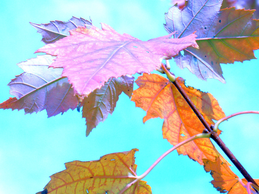 Leaves Against the Sky