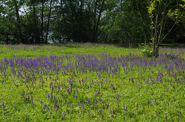 Parc aux oiseaux Villard les Dombes