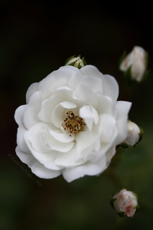 Schönheit vor der Haustür - Rose