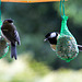 20140515 3129VRAw [D~LIP] Kohlmeise (Parus major), Bad Salzuflen