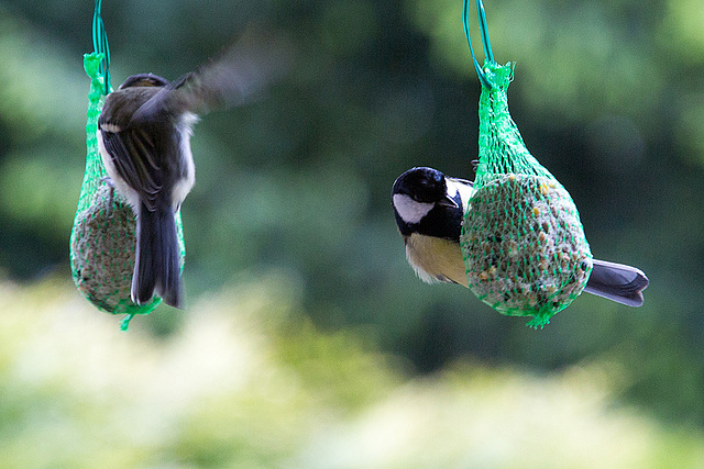 20140515 3128VRAw [D~LIP] Kohlmeise (Parus major), Bad Salzuflen