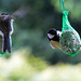 20140515 3128VRAw [D~LIP] Kohlmeise (Parus major), Bad Salzuflen