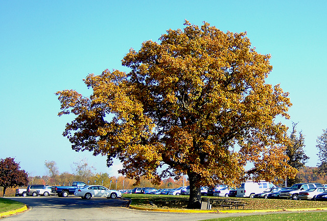 Oak @ Work