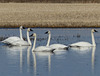 Five Swans a-swimming