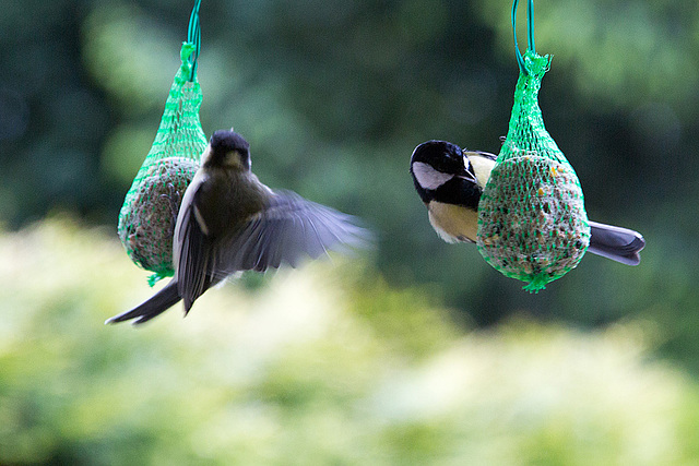 20140515 3127VRAw [D~LIP] Kohlmeise (Parus major), Bad Salzuflen