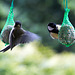 20140515 3127VRAw [D~LIP] Kohlmeise (Parus major), Bad Salzuflen