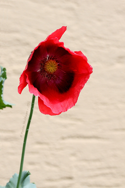 Schönheit vor der Haustür - Mohn