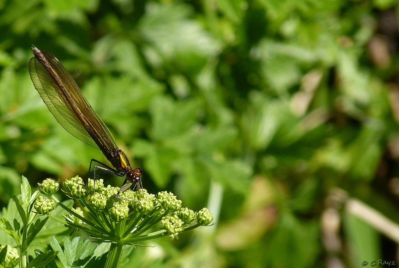 Beautiful Demoiselle Female & Lunch