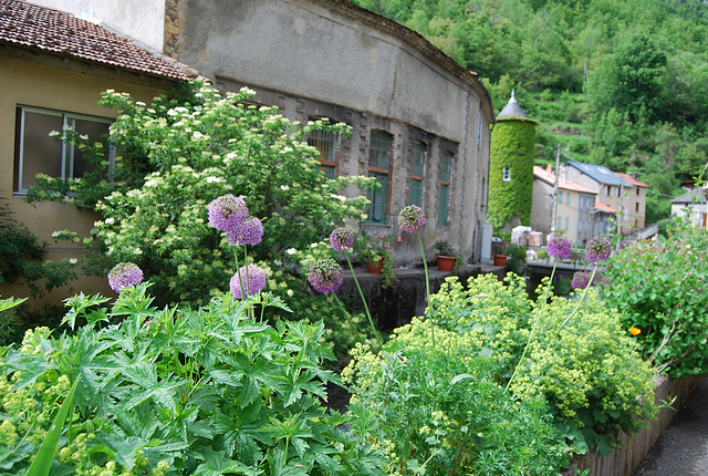 Fleurs d'ail