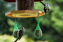 20140515 3126VRAw [D~LIP] Kohlmeise (Parus major), Bad Salzuflen