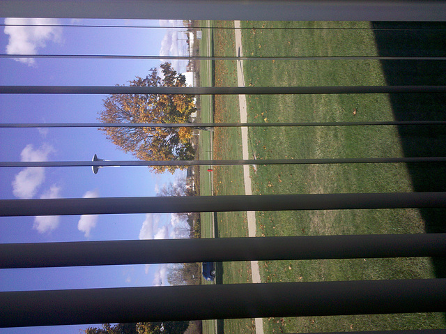 Autumn, through my office window