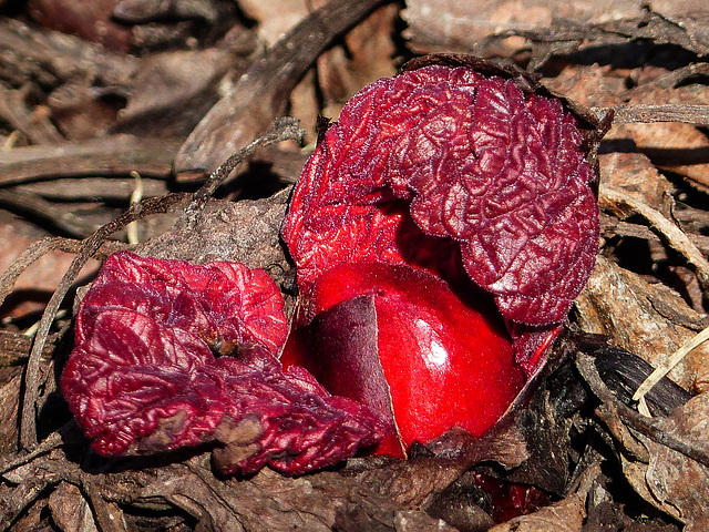 Ornamental Rhubarb / Rheum palmatum