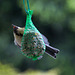 20140515 3125VRAw [D~LIP] Kohlmeise (Parus major), Bad Salzuflen