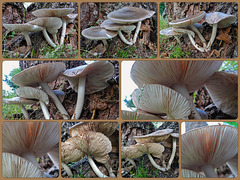 Quartet of Mushrooms Collage