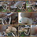 Quartet of Mushrooms Collage