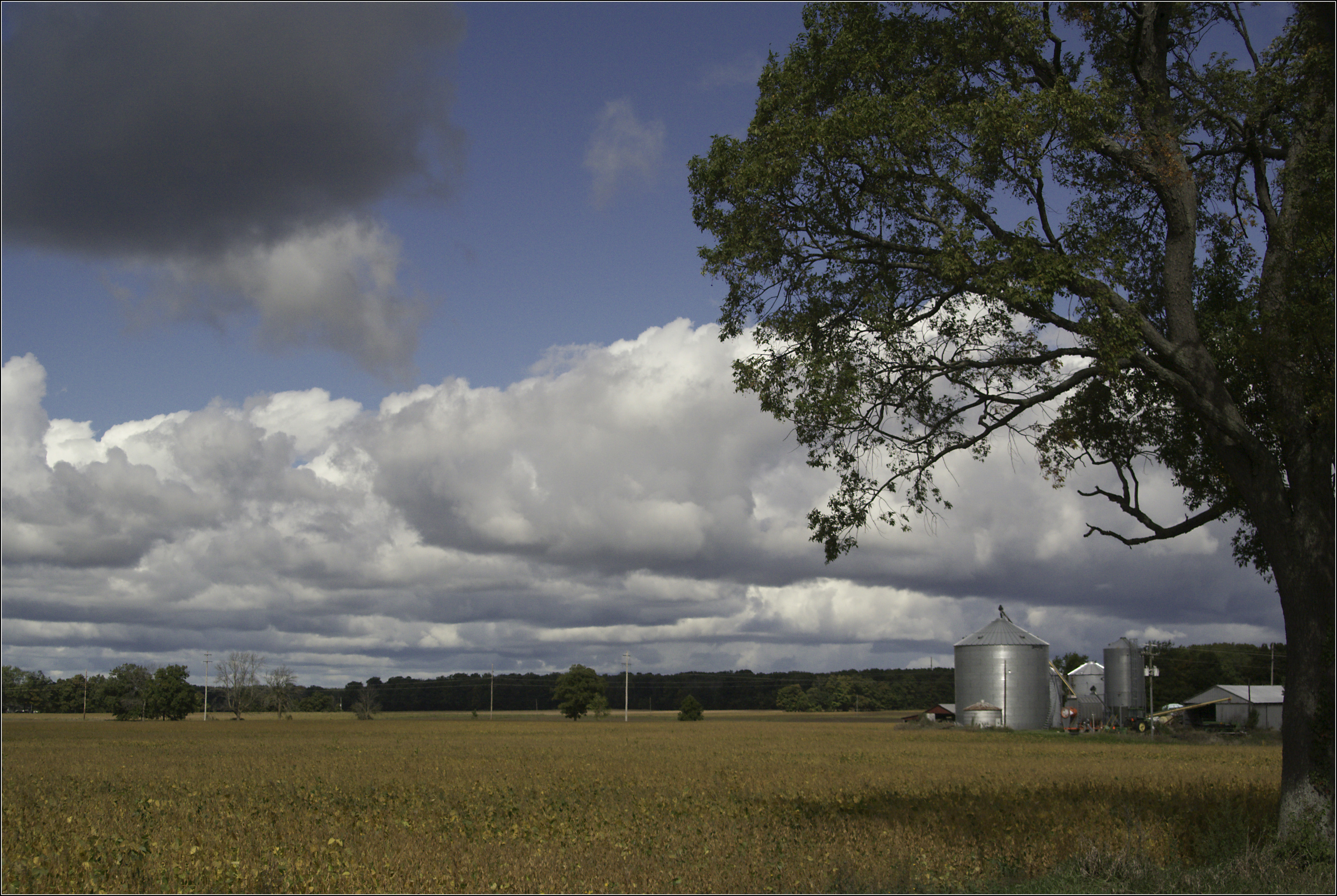 Soybeans and Sky