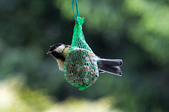 20140515 3124VRAw [D~LIP] Kohlmeise (Parus major), Bad Salzuflen