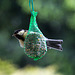 20140515 3124VRAw [D~LIP] Kohlmeise (Parus major), Bad Salzuflen