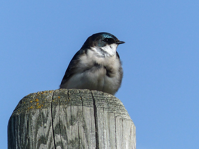 Wind-ruffled feathers