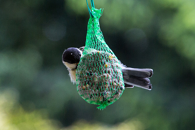 20140515 3123VRAw [D~LIP] Kohlmeise (Parus major), Bad Salzuflen