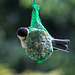 20140515 3123VRAw [D~LIP] Kohlmeise (Parus major), Bad Salzuflen