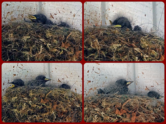 Eastern Phoebe's Collage