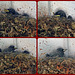 Eastern Phoebe's Collage