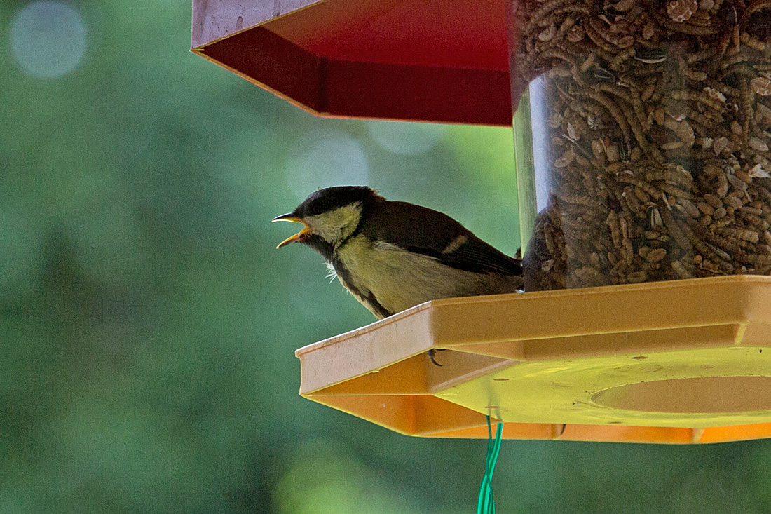 20140515 3121VRAw [D~LIP] Kohlmeise (Parus major) [JV], Bad Salzuflen