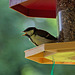 20140515 3121VRAw [D~LIP] Kohlmeise (Parus major) [JV], Bad Salzuflen