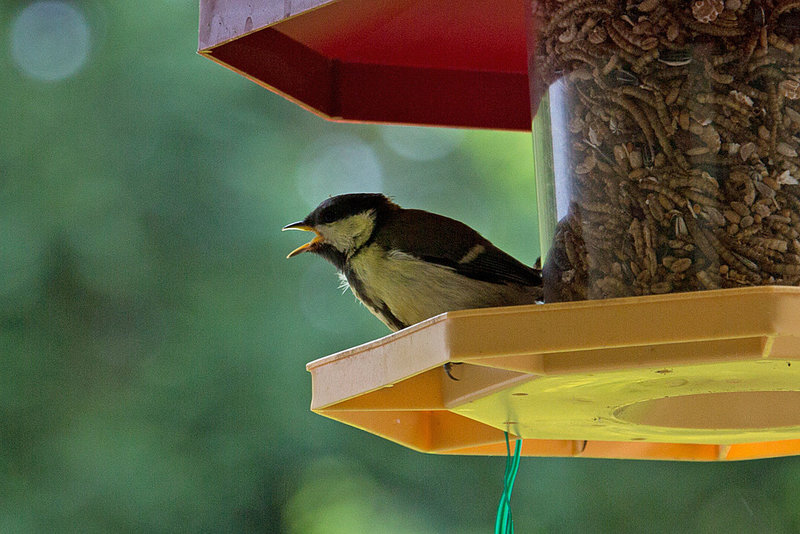 20140515 3121VRAw [D~LIP] Kohlmeise (Parus major) [JV], Bad Salzuflen