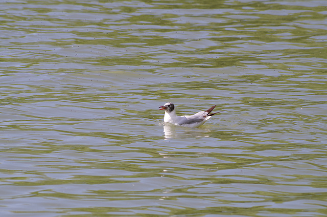 Parc aux oiseaux Villard les Dombes