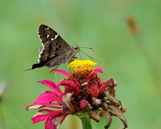 Long-tailed Skipper