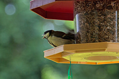 20140515 3120VRAw [D~LIP] Kohlmeise (Parus major), Bad Salzuflen