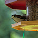 20140515 3120VRAw [D~LIP] Kohlmeise (Parus major), Bad Salzuflen