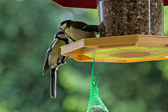 20140515 3119VRAw [D~LIP] Kohlmeise (Parus major), Bad Salzuflen