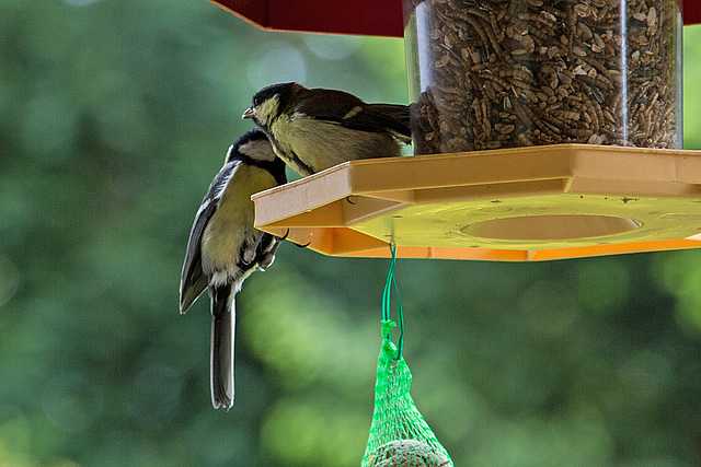 20140515 3119VRAw [D~LIP] Kohlmeise (Parus major), Bad Salzuflen