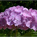 Hortensia 2014