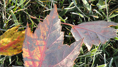Frosted Maple Leaves
