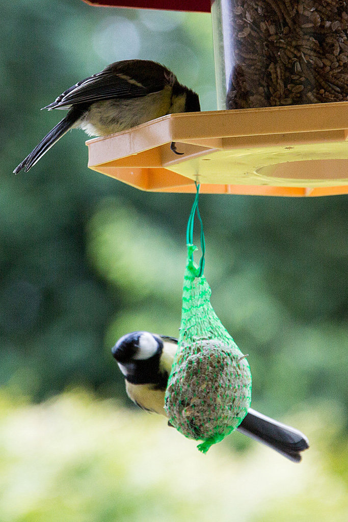 20140515 3116VRAw [D~LIP] Kohlmeise (Parus major), Bad Salzuflen