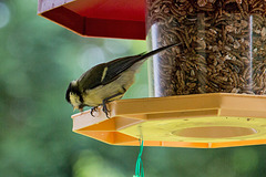 20140515 3115VRAw [D~LIP] Kohlmeise (Parus major), Bad Salzuflen