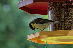 20140515 3114VRAw [D~LIP] Kohlmeise (Parus major), Bad Salzuflen