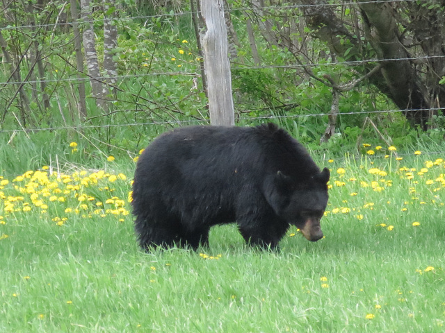 Full grown Black Bear