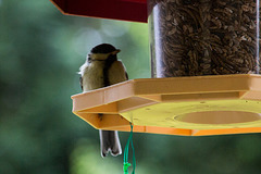 20140515 3113VRAw [D~LIP] Kohlmeise (Parus major), Bad Salzuflen