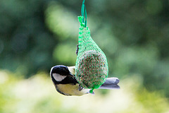 20140515 3112VRAw1 [D~LIP] Kohlmeise (Parus major), Bad Salzuflen