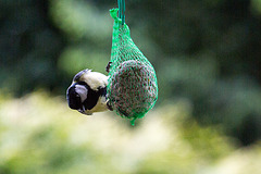 20140515 3111VRAw [D~LIP] Kohlmeise (Parus major), Bad Salzuflen