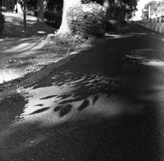 Shadow on the pavement