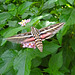 White Lined Sphinx Moth (Hyles lineata)
